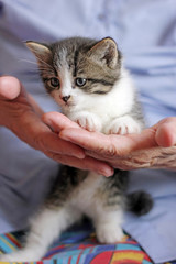 Closeup of small cute gray kitten in female hands.
