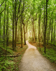 Fototapeta premium Forest trail