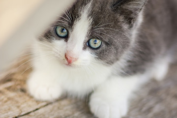Cute kitten portrait. Gray and white kitten with green eyes lies on the wooden floor, closeup