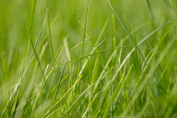 green grass closeup
