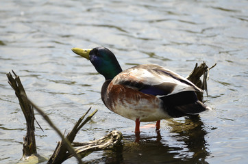 Enten und Gänse auf einem See, Flug