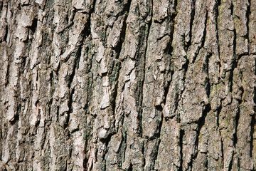 Close up of a tree bark.