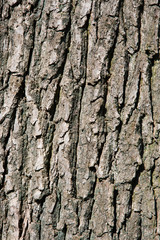 Fototapeta premium Close up of a tree bark.