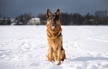 German shepherd