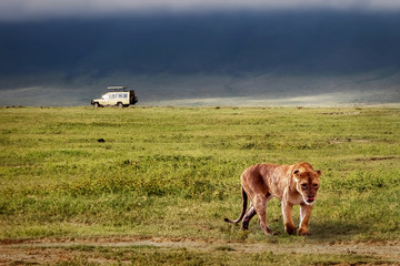 Lioness in the crater of Ngorongoro. Africa. Tanzania. © delbars