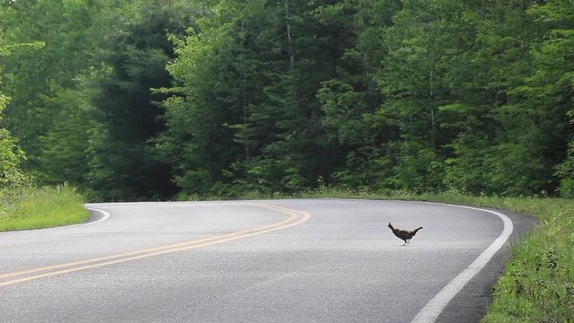 Une g&eacute;linotte hupp&eacute;e traverse le chemin d'un parc national