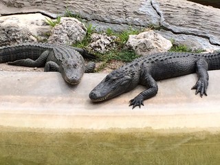 Crocodiles of the Florida Everglades