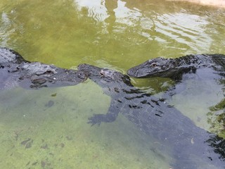 Crocodiles swimming in the water