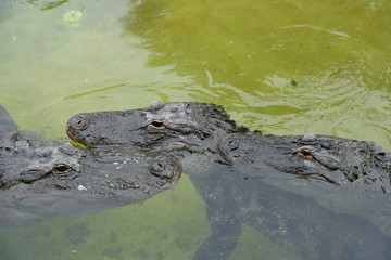 Crocodiles swimming in the water