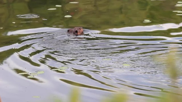 Un castor nage rapidement &agrave; la recherche d'odeur