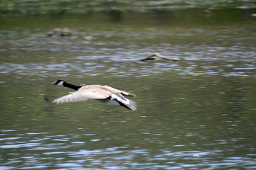Enten und Gänse auf einem See, Flug