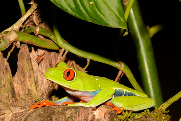 A close up of a Red-eyed Tree Frog