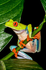 Obraz premium A close up of a Red-eyed Tree Frog