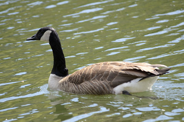 Enten und Gänse auf einem See, Flug
