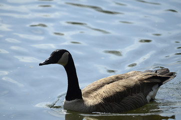 Enten und Gänse auf einem See, Flug
