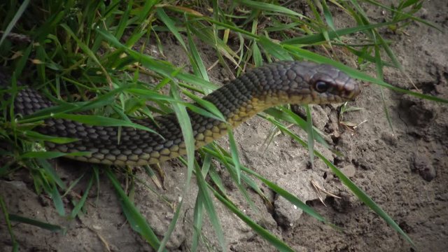 The Caspian whipsnake (Dolichophis caspius, sometimes also Coluber caspius) also known as the large whipsnake