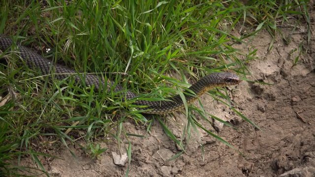 The Caspian whipsnake (Dolichophis caspius, sometimes also Coluber caspius) also known as the large whipsnake