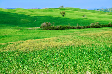 Rolling hills of Tuscany, toned