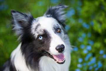 Border Collie