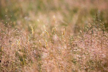 Grass field at sunny day