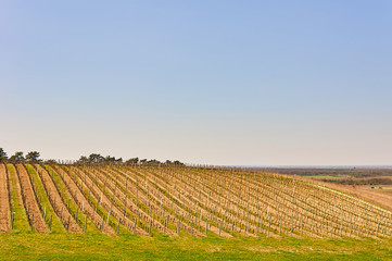 Fototapeta na wymiar Rows of vineyard in Croatia (Europe).