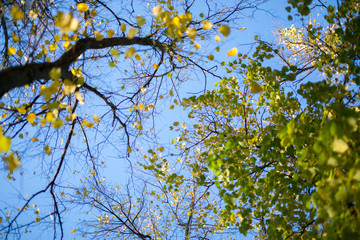 Fototapeta premium Trees at automn