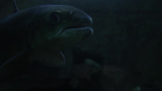 Un poisson nage avec d&eacute;licatesse dans un environnement sombre