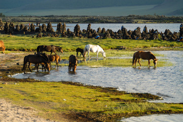mongolian landscape with horses