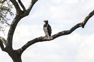 Bird of prey on the tree branch  Tanzania  Africa
African Crowned Eagle, Arusha National Park Tanzani Africa.