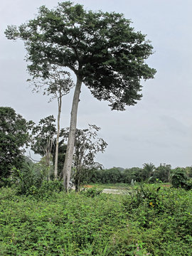 Jeune Kapokier ou fromager, arbre sacr&eacute; en Guyane fran&ccedil;aise