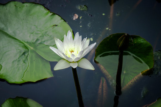 White water lily in a pond - Stock image