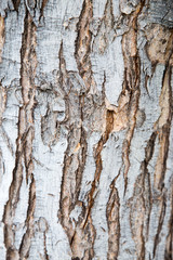 Tree Bark Texture