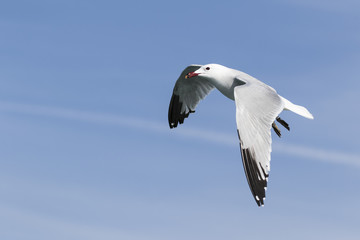  gaviota de Audouin volando en el cielo azul