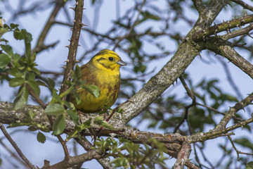 Goldammer (Emberiza citrinella)