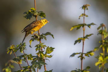 Goldammer (Emberiza citrinella)