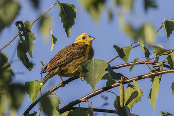 Goldammer (Emberiza citrinella)