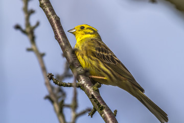 Goldammer (Emberiza citrinella)