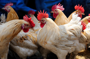 Close Up Of White Chickens Roosters Hens
