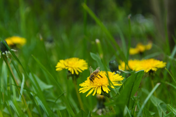 Biene bestäubt Blumen Löwenzahn