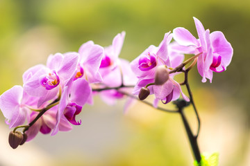 Fototapeta na wymiar Homegrown Pink Orchids