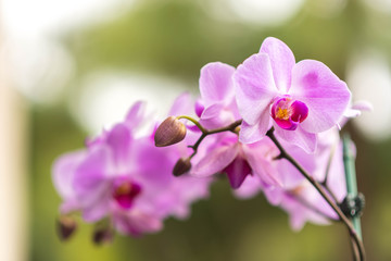 Pink Orchids In Natural Light