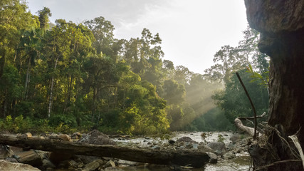 beauty in a tropical rainforest at johor national parks (endau-rompin forest) malaysia