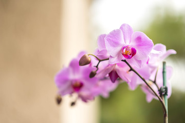 Natural Light Orchids
