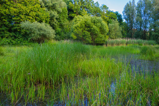 Teichlandschaft
