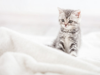 Naklejka na ściany i meble Curious gray kitten
