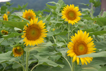 Fototapeta premium Sunflower in Yosa district, Kyoto, Japan 