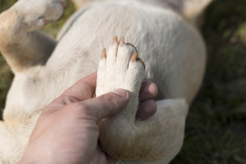 Close up shot of dog's paw in man's hand
