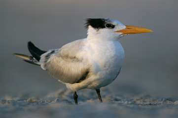 Royal Tern (Sterna maxima), Florida