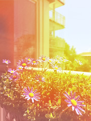 Sunny balcony with blooming daisies