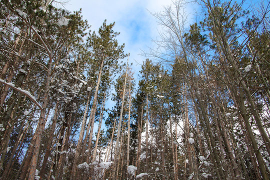 Exterior daylight stock photo of trees blanketed in snow with semi-cloudy blue sky in the background
